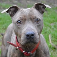 KICHTA CHAO, chienne à adopter