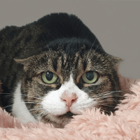 CHARLOTTE CHA, chatte à adopter