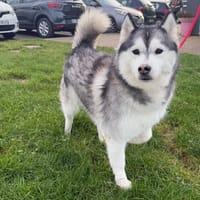 FREYA, chienne à adopter