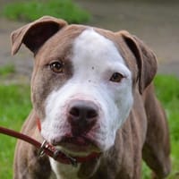 BAKY CHAO, chien à adopter