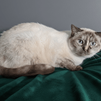 CAPUCINE CHA, chatte à adopter