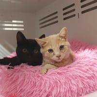 TI PILOU (adoption en duo TI MOON), chat à adopter