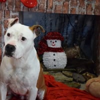 MYSKA, chienne à adopter