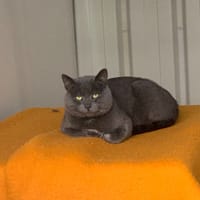 Smoothie [FIV+], chat à adopter