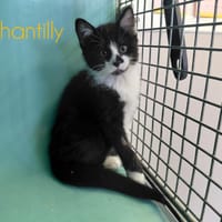 CHANTILLY, chatte à adopter