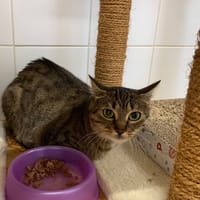 Malice, chatte à adopter