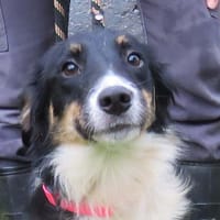 BOULETTE, chienne à adopter