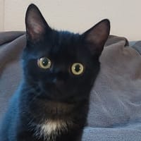 Batman [Chaton], chat à adopter