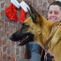 VAIANA, chienne à adopter