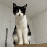 Tokio, chatte à adopter