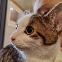 SOFIA, chatte à adopter