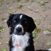 DANNY (en cours d'adoption), chien à adopter