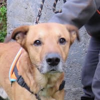 TYSON, chien à adopter