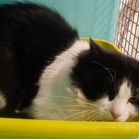 PEPERE, chat à adopter