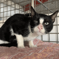 Mooglie [FIV+], chat à adopter