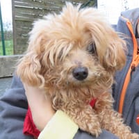 NOUGAT, chien à adopter