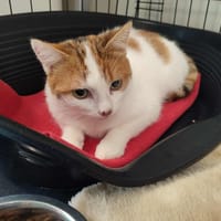 NORA QCT, chatte à adopter