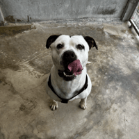 TANGO VAA, chien à adopter