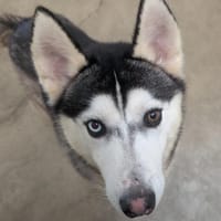 Spirit, chien à adopter