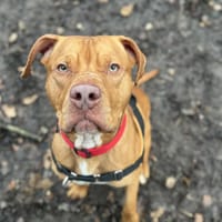 LAYRON OAA19909, chien à adopter