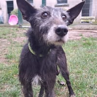 ARIZONA, chienne à adopter