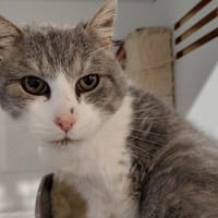 OSCAR (réservé), chat à adopter