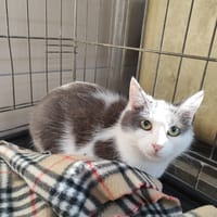 NENETTE, chatte à adopter