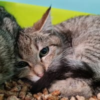 ESTEBAN, chat à adopter