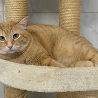 Pita, chat à adopter