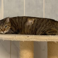 Dora, chatte à adopter