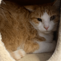 benji, chat à adopter