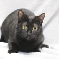 NITA HAB17462, chatte à adopter
