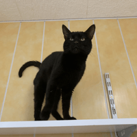 Stockholm, chat à adopter