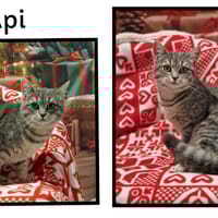 API, chatte à adopter