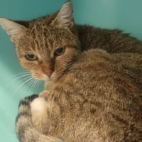 Brita, chatte à adopter