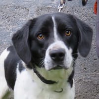 EPO, chien à adopter