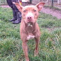 ALYA, chienne à adopter