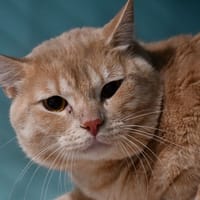 SIMBA, chat à adopter