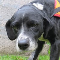 POTO, chien à adopter