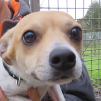 SUNNY, chien à adopter