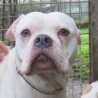 LACEY, chienne à adopter