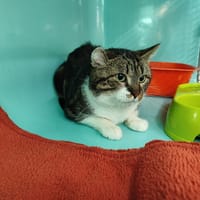 GRIZOU, chat à adopter