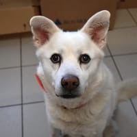 PATAPOUF, chien à adopter