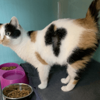 Fleur, chatte à adopter