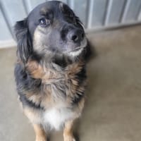 Tamina, chienne à adopter