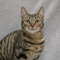 NANAKA HAB17463, chatte à adopter