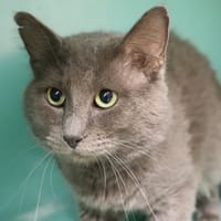 BROWNIE HAB17465, chat à adopter