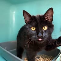 ASTRALE, chat à adopter