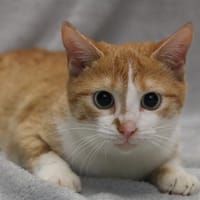 ELYA HAB17466, chatte à adopter