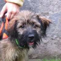 MELON, chien à adopter